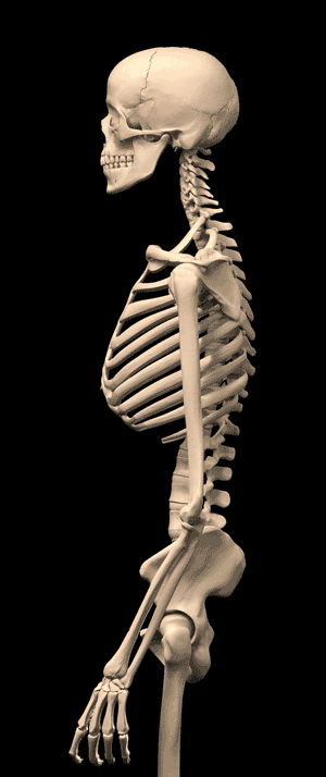 Changes in the skeleton of those who do not hold their posture