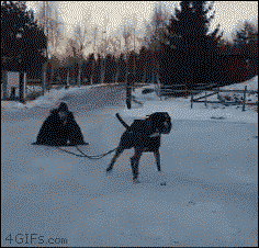 There's a reason why they use Siberian Huskys to pull things in the snow