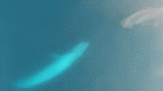 Blue whale devours a krill patch