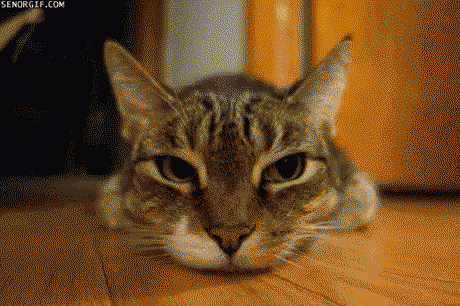 Effect of focal length on a cat