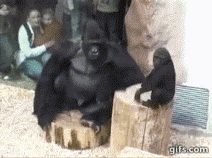 Gorilla playing with his son