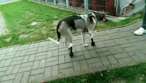 Dog trying out its new legs