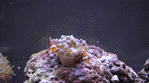Clownfish tending to their anemone