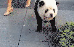 Panda dog.