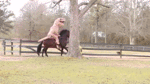 A dinosaur riding a horse playing soccer