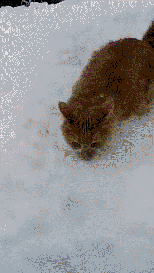 Cat sees snow for the first time