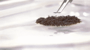 The way ants link up creates tiny air pockets which allows them to stay afloat