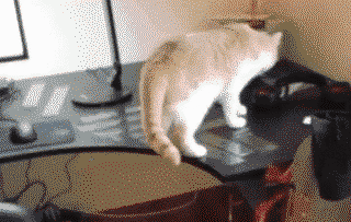 How to wean ur cat from walking on the table