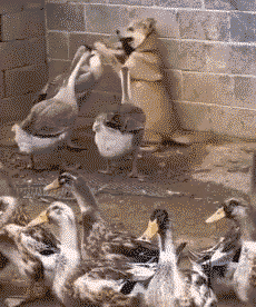 A dog bullied by a bunch of ducks