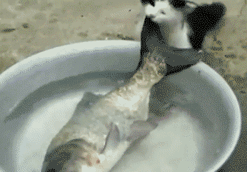 Cat trying to steal a fish