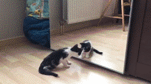 Cat is playing with mirror