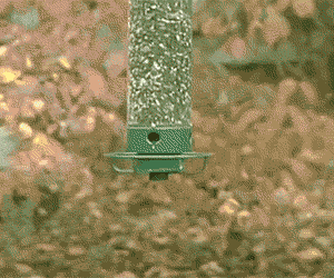 Squirrel vs. Anti-squirrel bird feeder