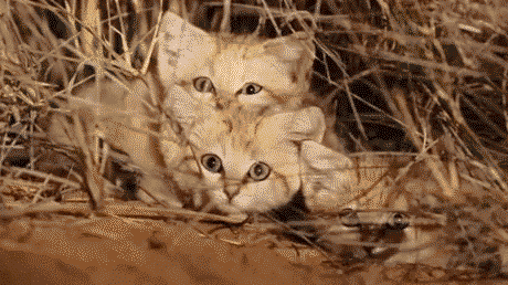 First time sand cat kittens spotted in the wild