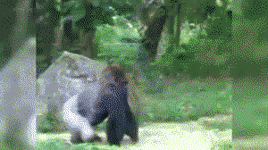 Gorilla gives thumbs up then walks off