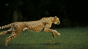 This how a cheetah runs, lit!
