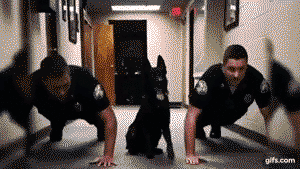 Nitro the police dog, who matches his human partners in pushups