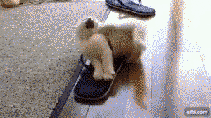 Kitten stuck in a sandal