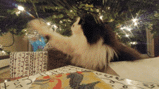 Cat works on his speed every Christmas