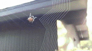 Spider weaving web