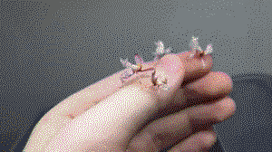 Orchid Mantids having a hand party