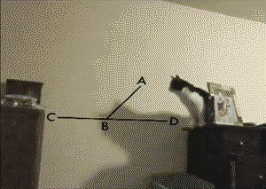 Cat calculates the distance perfectly