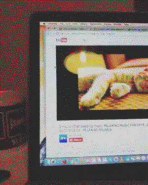 Cat relaxation music guys, it works !