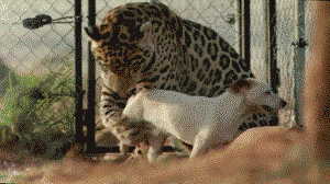 A jaguar and a Jack Russell terrier who love each other