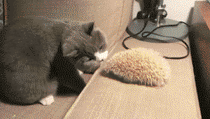 Kitty meets hedgehog