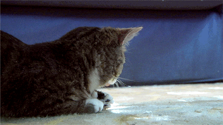 My favorite cat gif of all time