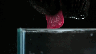 A dog's tongue lapping water in slow motion