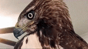 Dilating eye of a hawk