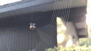Spider building its web