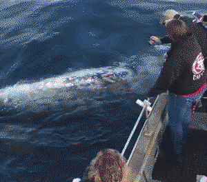 Playful whale gives woman a free shower