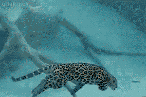 Just a reminder that Jaguars can also kill you underwater