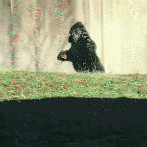Louis the Gorilla prefers to walk upright