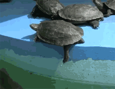 Turtles are assh*les