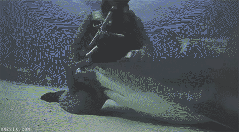 Petting a shark