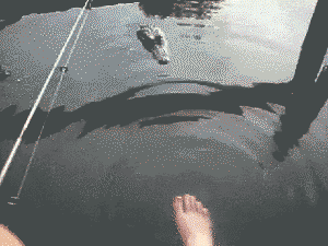 Playing footsies with an alligator