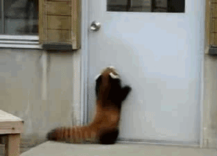 Red panda trying to get in