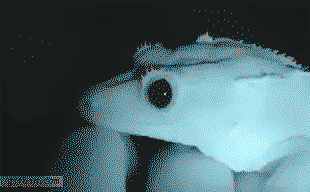 Gecko's pupil reacting to light