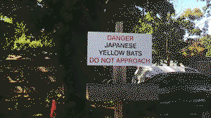 Danger: Japanese yellow bats