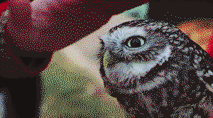 Lovely owl mrnurat