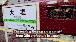 The world's first cat train, Gifu prefecture, Japan