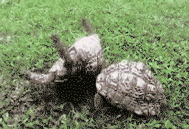 Tortoise helps his upside down friend