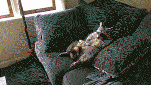 Raccoon shows proper weekend form