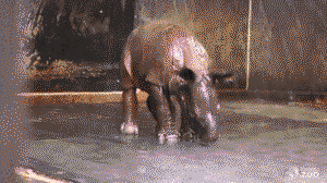 Baby rhino enjoys a shower