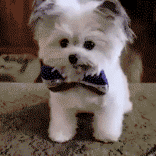 Awww, give me your paww