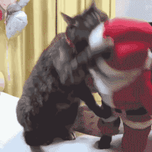 Santa ninja cat