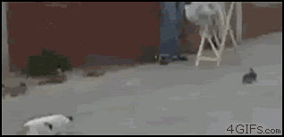 One of my favorite gifs