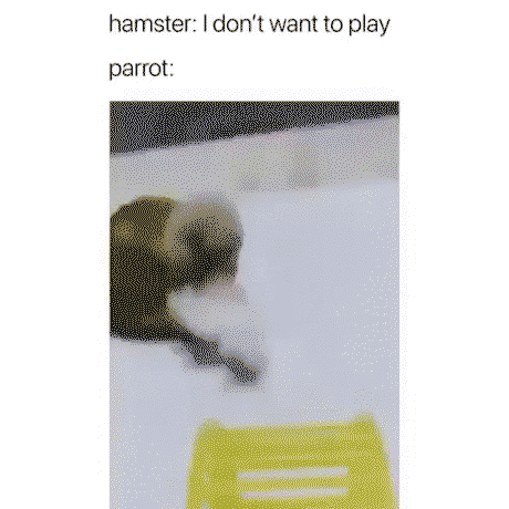 Hamster doesn't want to play